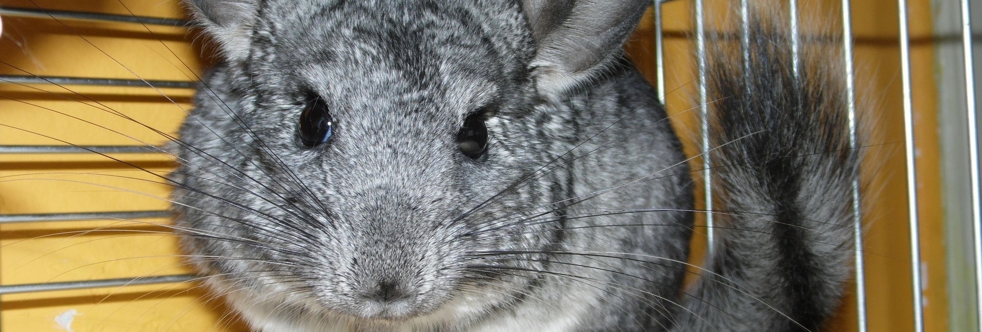 SZYLEX chinchilla uppfödnings foderblandningar chinchilla burar i Polen 01