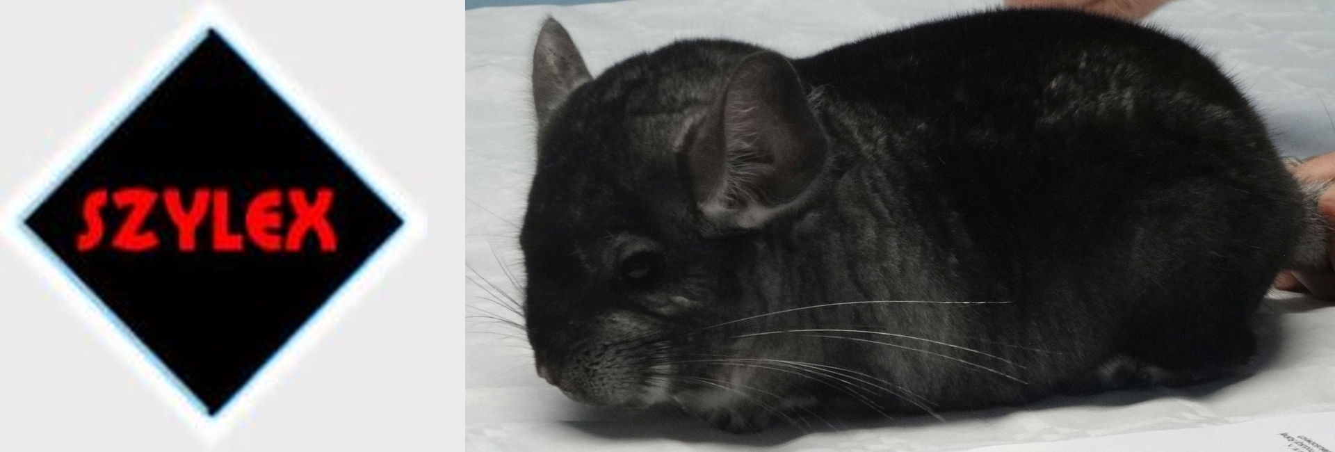 SZYLEX chinchilla uppfödnings foderblandningar chinchilla burar i Polen 02