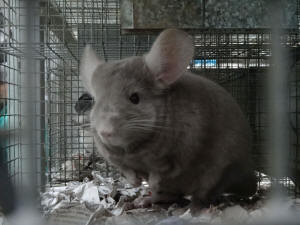 SZYLEX chinchilla uppfödnings foderblandningar chinchilla burar i Polen 02